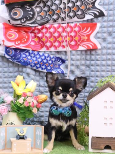 20230518ムギくん